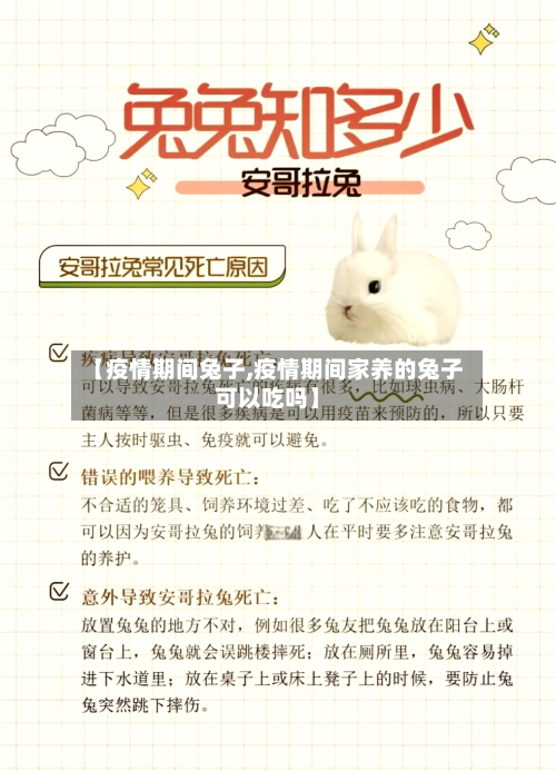 【疫情期间兔子,疫情期间家养的兔子可以吃吗】