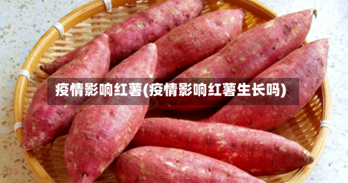 疫情影响红薯(疫情影响红薯生长吗)